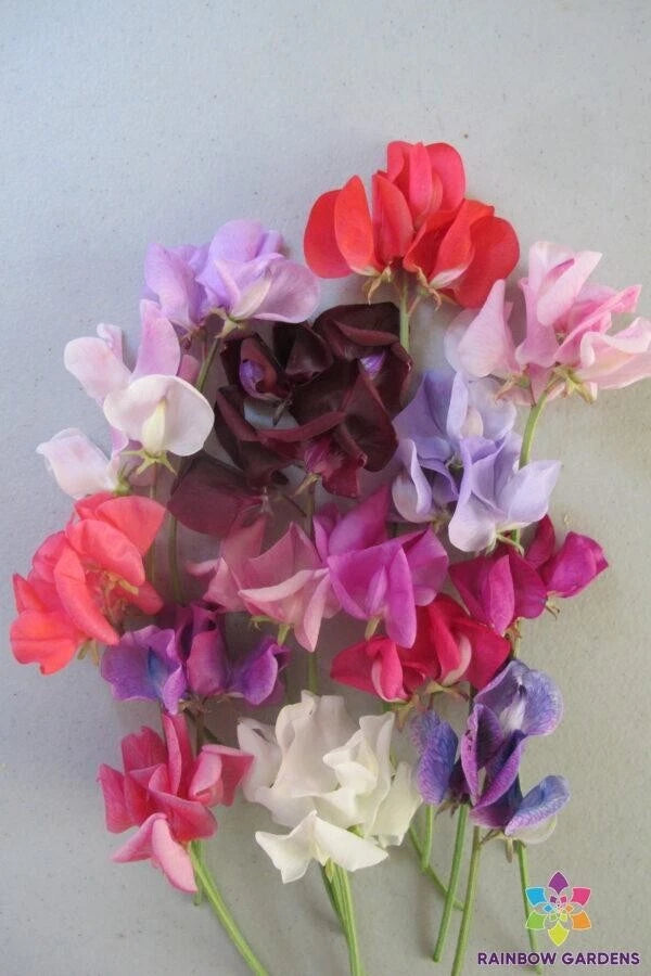Carnival Parade Sweet Pea Seeds - 50+ Semi-Dwarf Variety - Perfect for Garden - Lathyrus odoratus