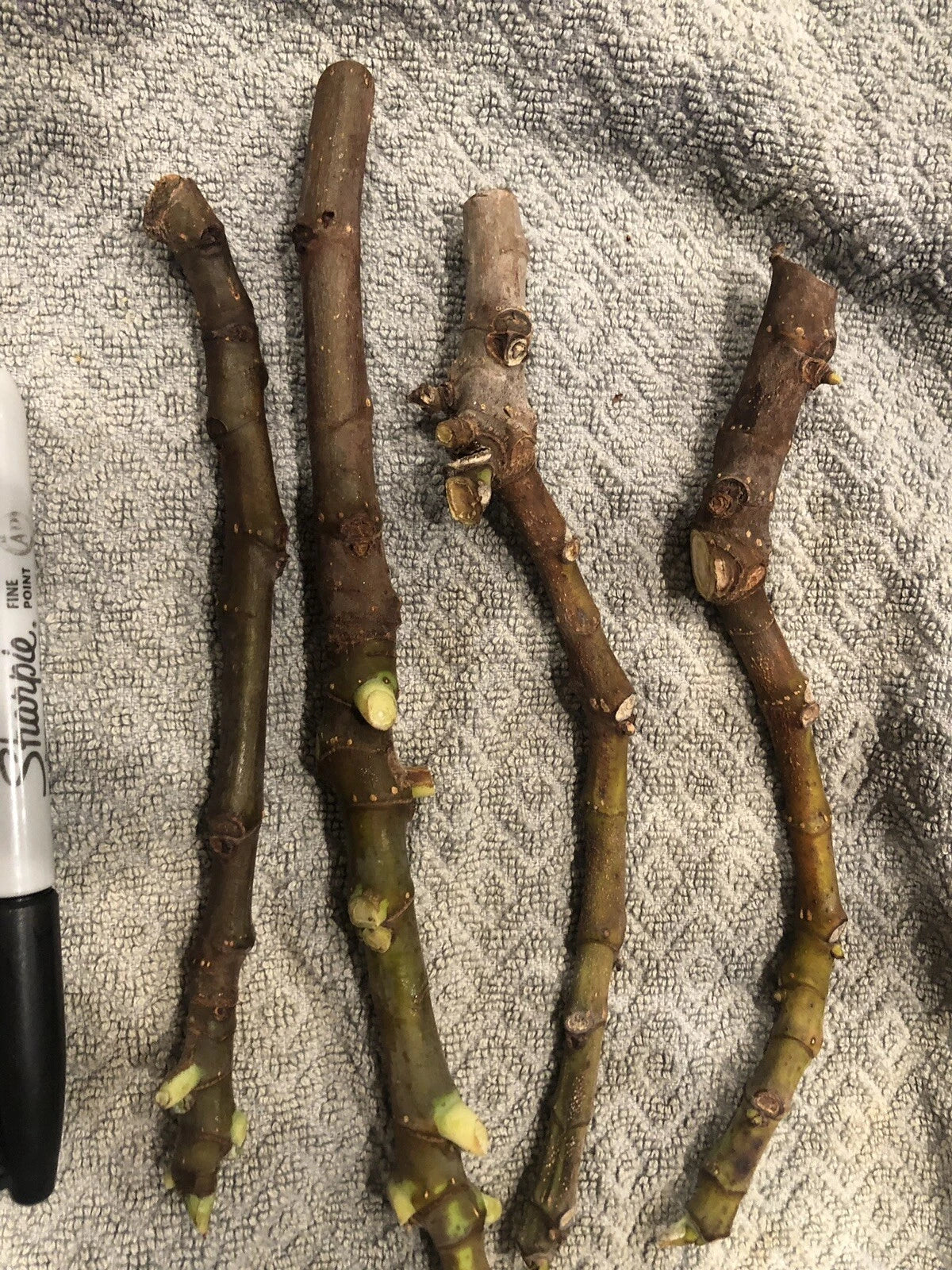 5 White Adriatic Fig Cuttings | Ficus carica | Live Unrooted Stems for Propagation | Sweet Green-Skinned Fruit for Home Orchard