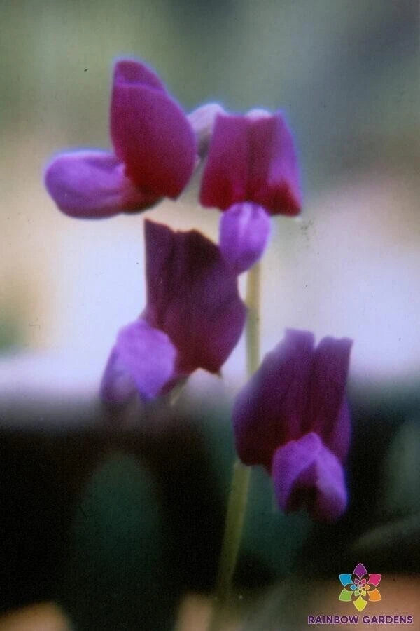 50+ Lathyrus polyphyllus Sweet Pea Seeds - Perennial Flower Seeds for Garden