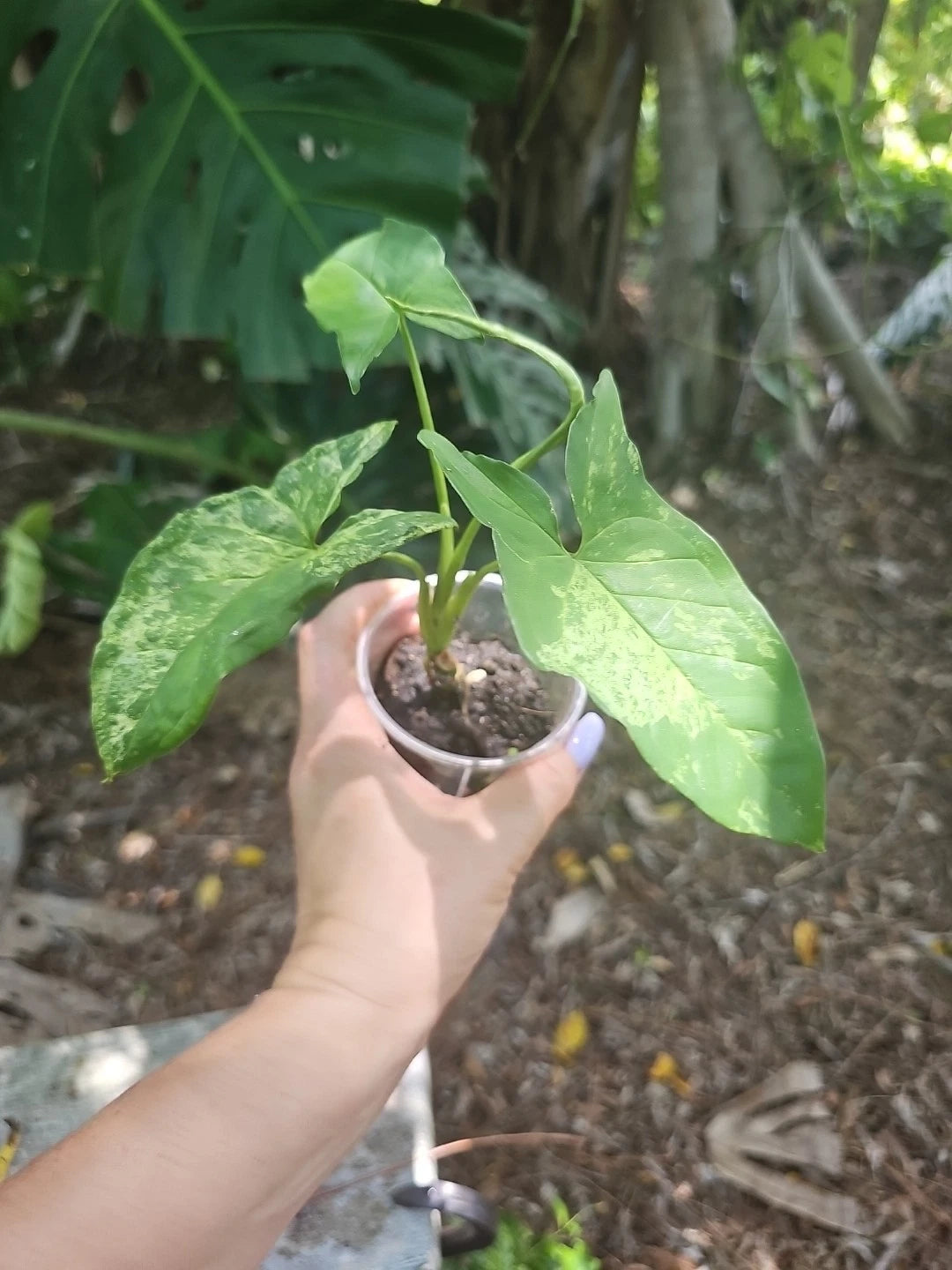 Syngonium Podophyllum Mottled Mojito Plant - Rare Live Tropical Plant in 3" Pot - Indoor Houseplant