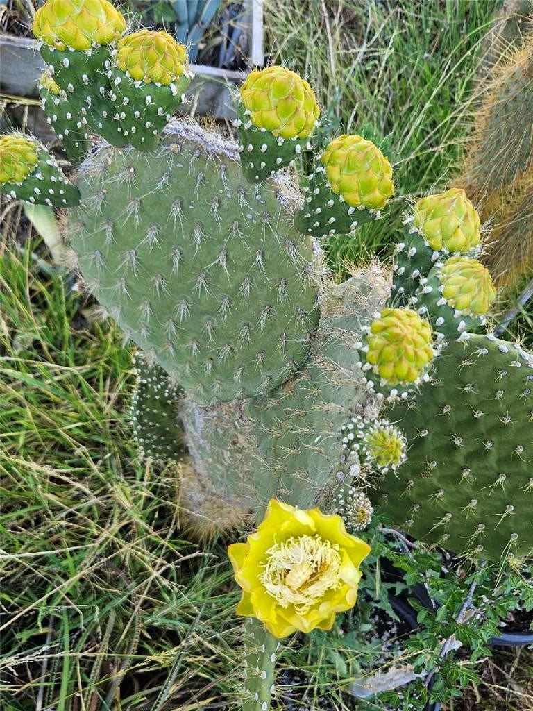 Opuntia Megasperma Var. Orientalis Selection | Galapagos Cactus with  Colored Flowers