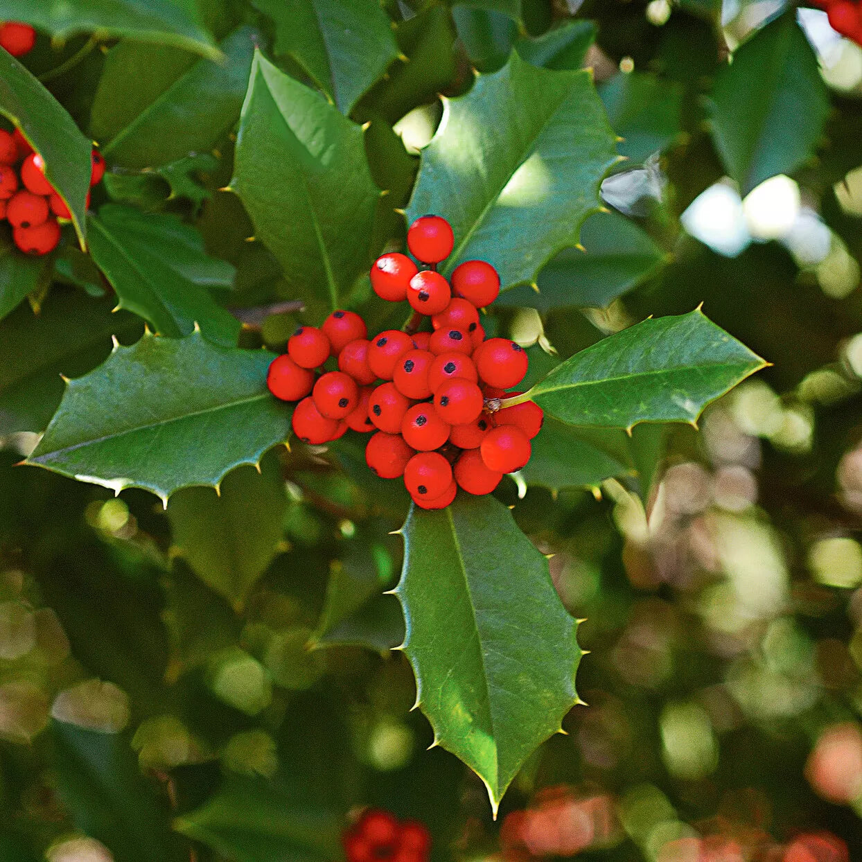 American Holly Small Tree in Pot, Ilex opaca, Hardy Virginia Native Plant, Evergreen Shrub for Landscaping