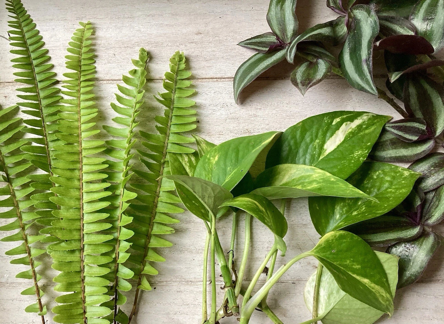 House Plant Variety Pack - 15 Rooted Cuttings - Assorted Healthy Indoor Plants - Perfect for Home Decor