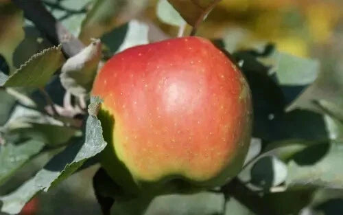 Baldwin Apple Seeds - 25+ Pack for Garden Planting - Malus domestica - USA Grown