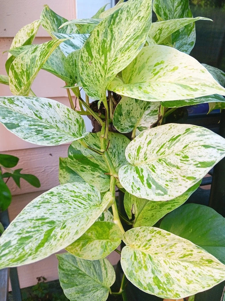 snow queen indoor plant Snow Marble Queen Pothos Cuttings - 3 Fresh Cuttings, No Roots, Epipremnum  aureum