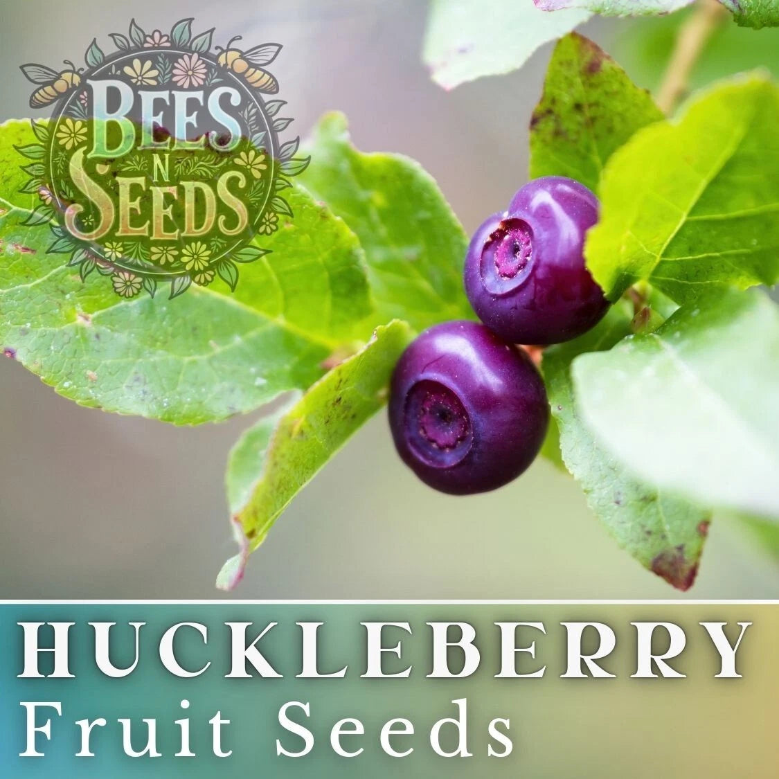 garden huckleberry seeds Glacier Huckleberry Seeds - 125/300/500 Non-GMO Flower Seeds