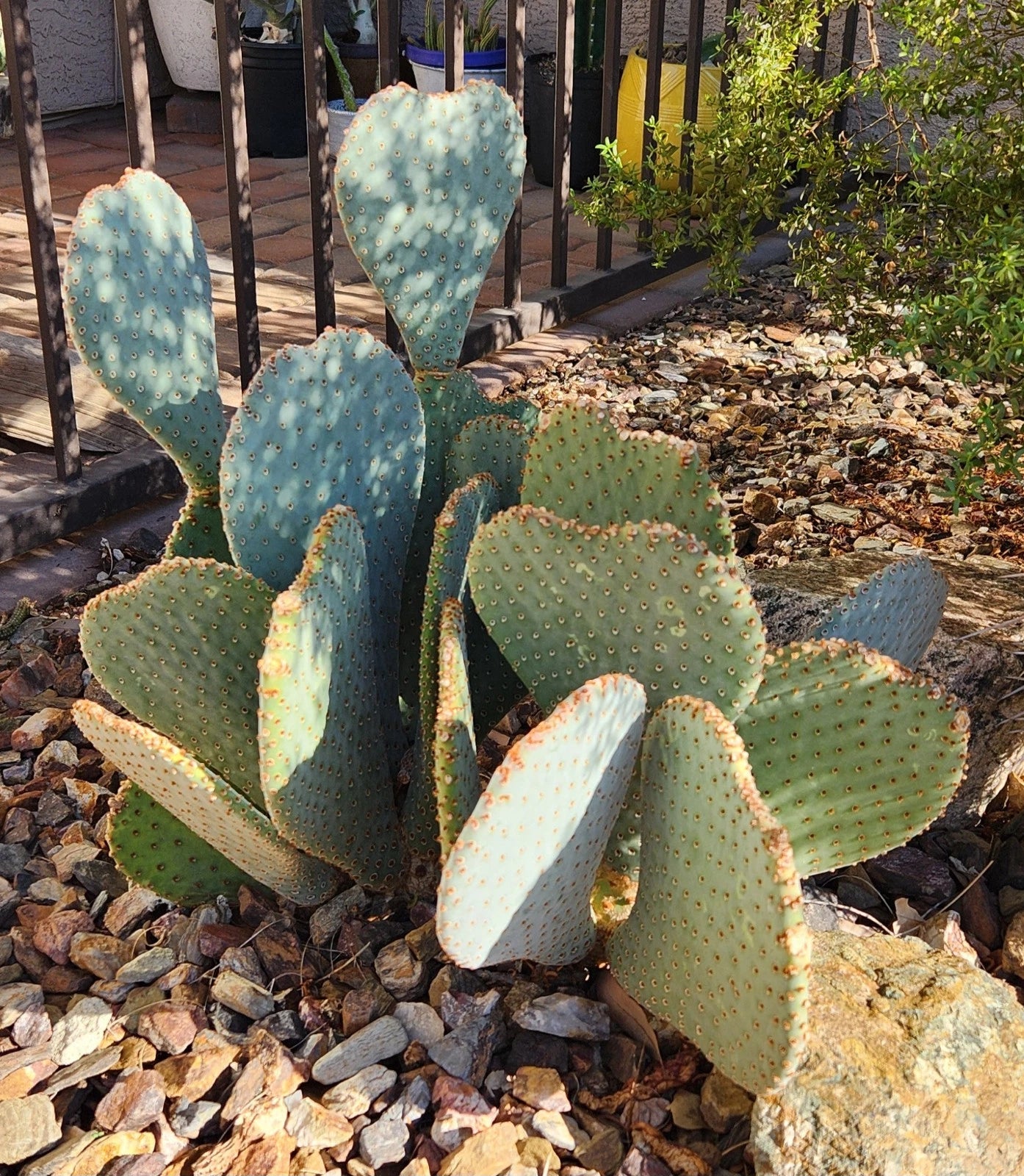 beavertail prickly pear cactus Live Cactus Pad Cutting - Beavertail Prickly Pear - Opuntia basilaris