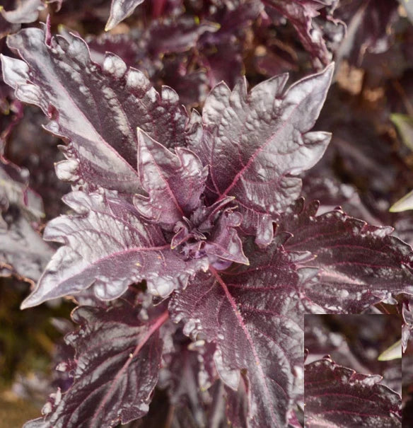 Basil Seeds - 500 Non-GMO Purple Ruffles Heirloom - AAS Award-Winning Antioxidant Variety (Ocimum basilicum)