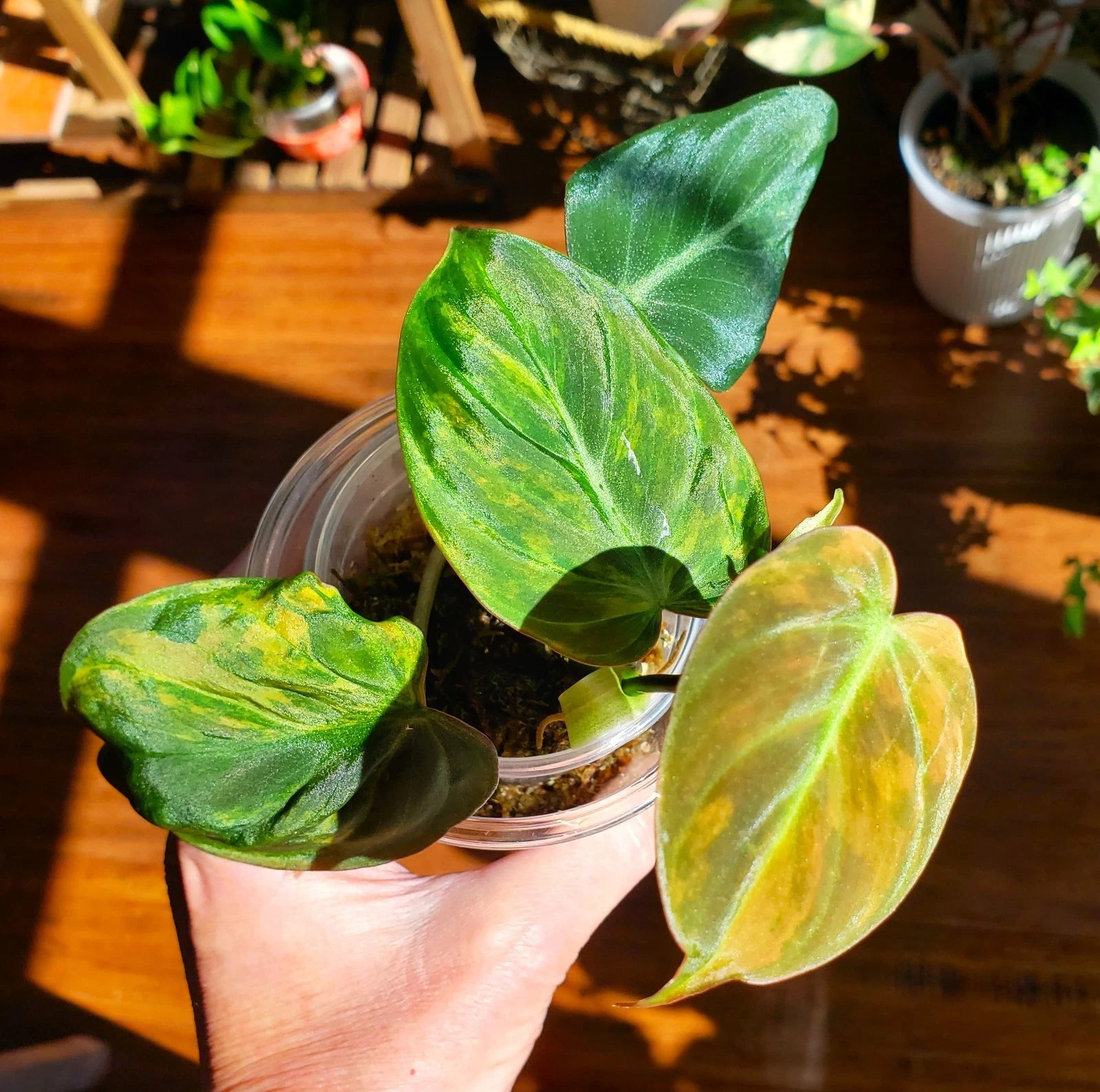 Rooted Philodendron Plant - Variegated Micans Pink Aurea