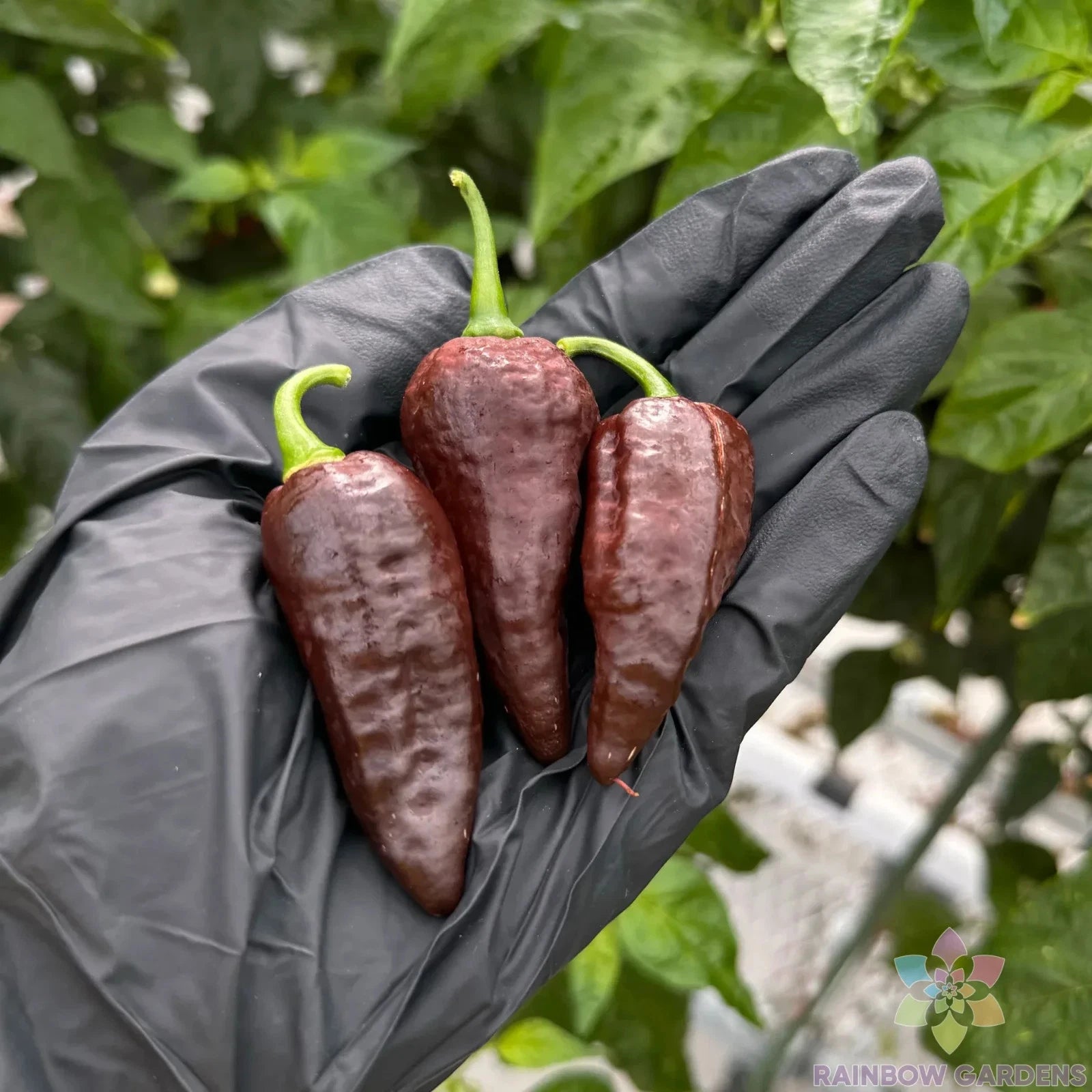 chocolate seeds for planting Chocolate Ghost Hot Pepper Seeds - 25+ Pack for Garden Planting - Capsicum  chinense - USA Grown