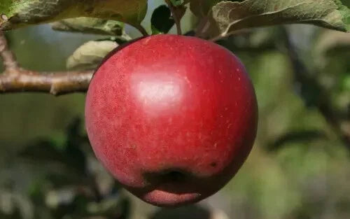 25+ William Crump Apple Seeds for Planting - Malus domestica - USA Grown, Organic, Non-GMO