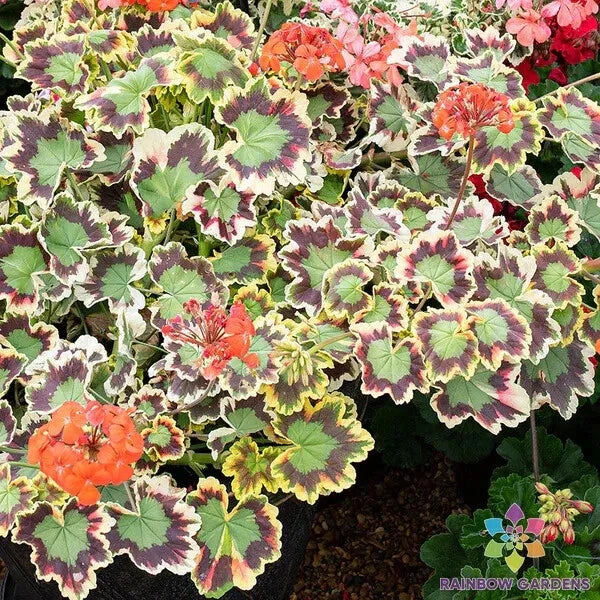 mrs pollock geranium seeds Mrs. Pollock Geranium Seeds - 25+ Colors - Pelargonium x hortorum