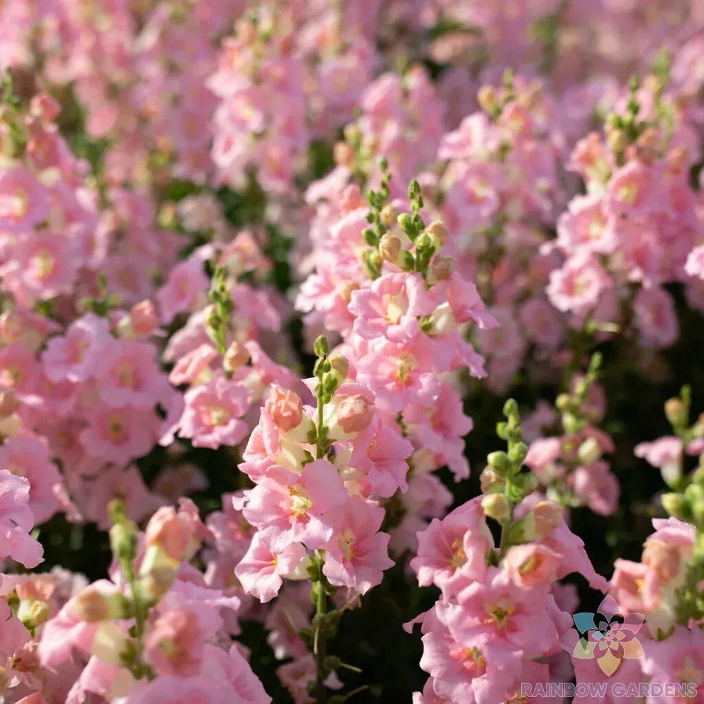Chantilly Light Pink Snapdragon Seeds - 1000+ Seeds for Garden - Antirrhinum majus - USA