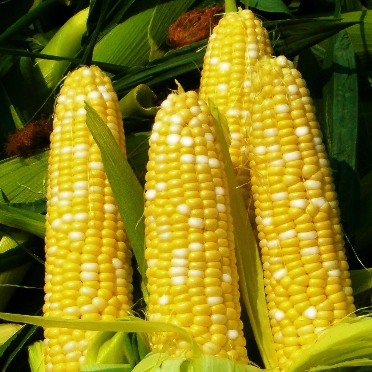 Bilicious Sweet Corn Seeds | Bicolor Yellow White SE Hybrid | Zea mays