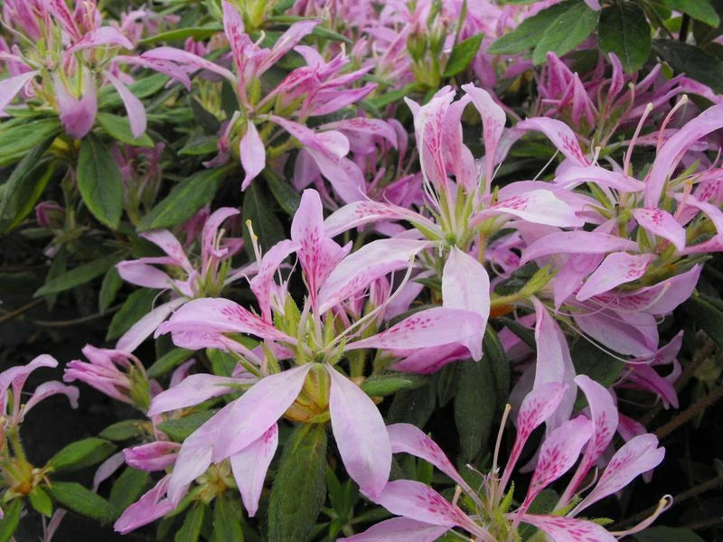 Azalea Starter Plant - Koromo Shikibu - Rhododendron - Rare Deciduous Variety