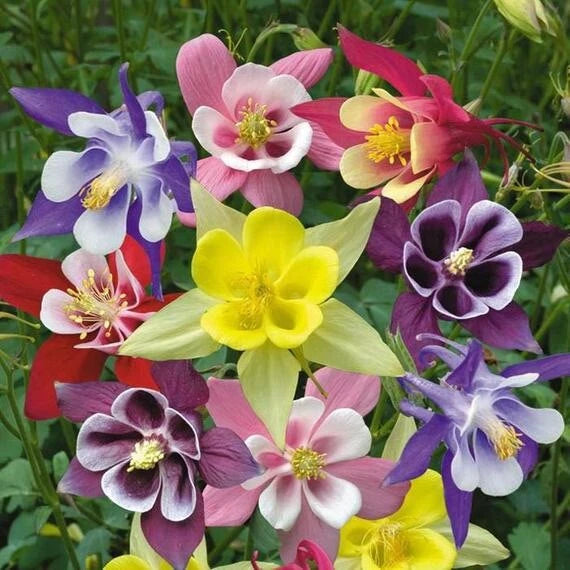 Columbine Seeds - Mckana Giant Mix - Perennial Flower Seeds for  Hummingbirds & Butterflies - Non-GMO