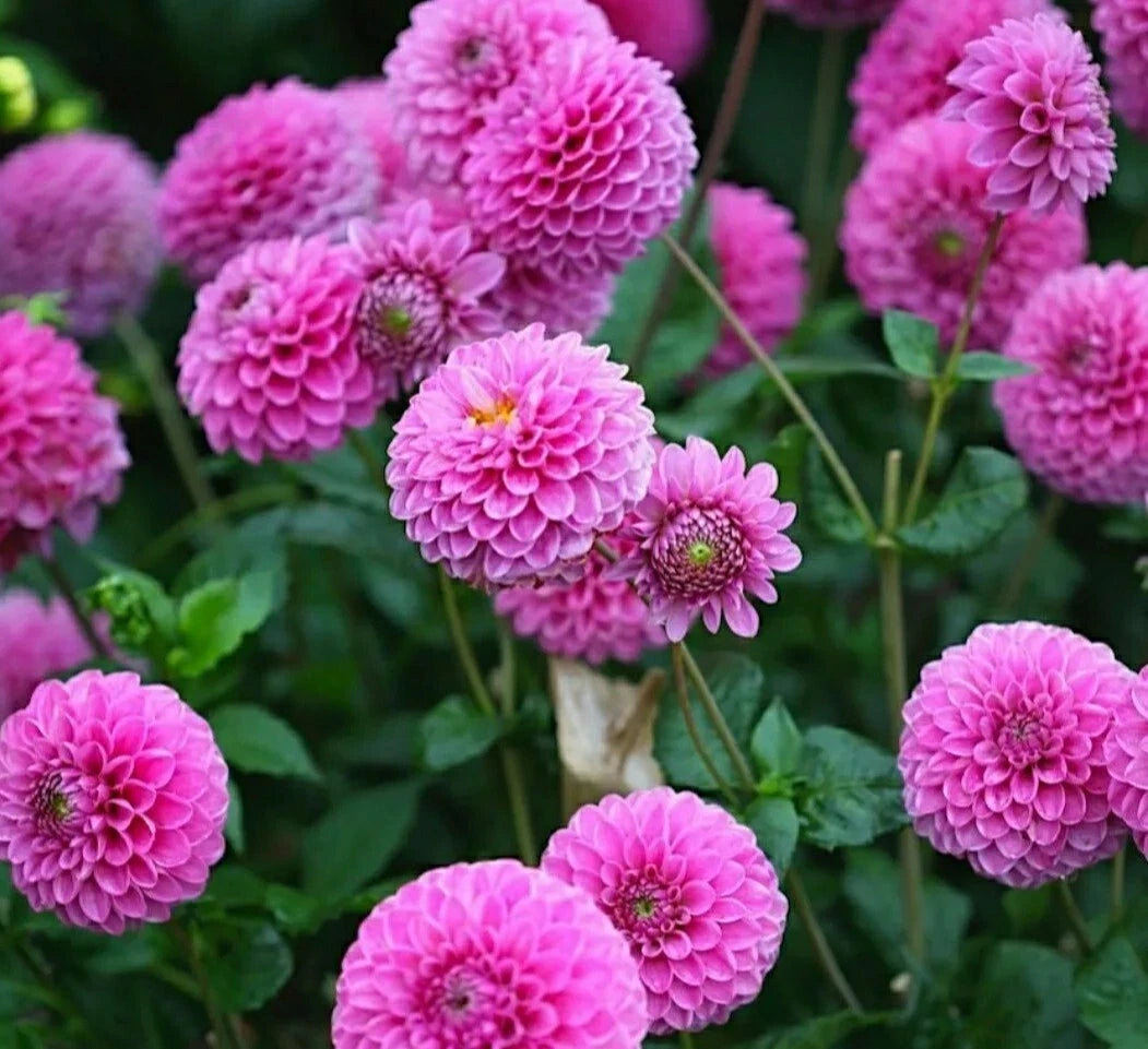 Pompon Dahlia Seeds - Pink Flowers - 30 Count - Dahlia pinnata