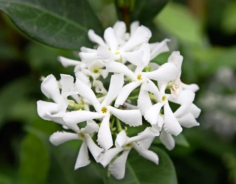 Green Star Jasmine Live Plant 3" Pot 10" Tall Trachelospermum Jasminoides Evergreen Climber Fragrant White Flowers