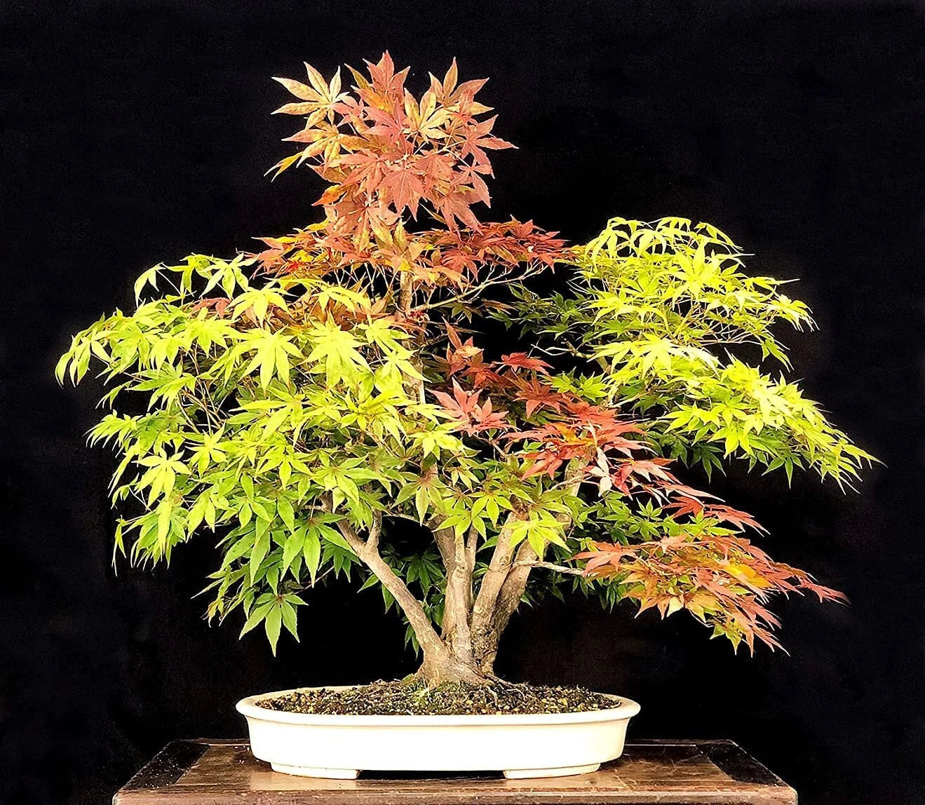 Bonsai Tree Seeds, 20+ Seeds, Trident Maple (Acer buergerianum), Ideal for Bonsai Cultivation