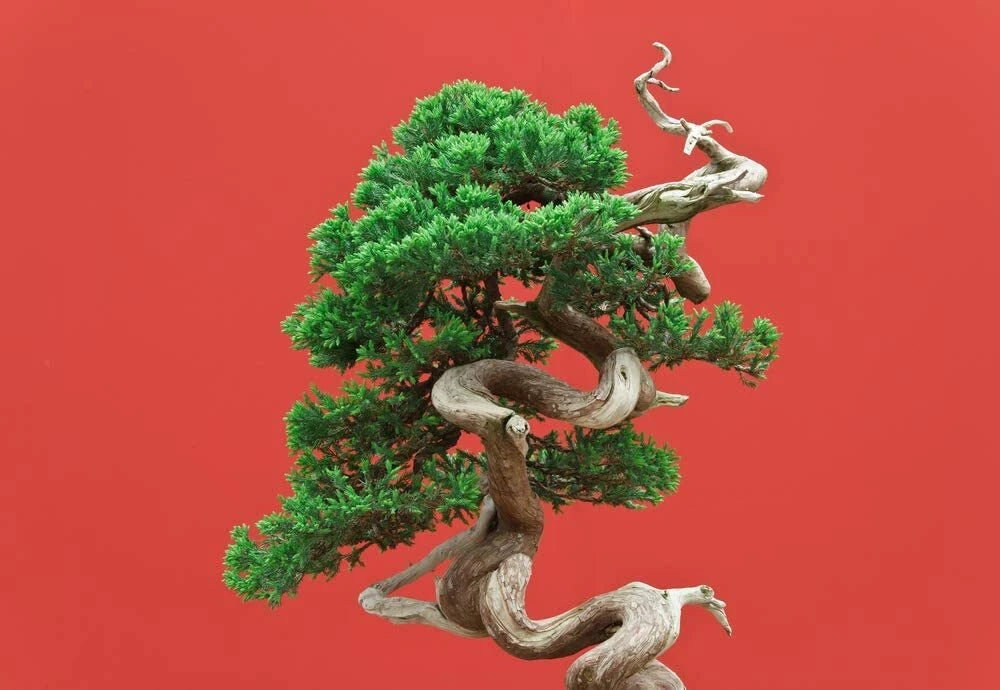 Black Spruce Bonsai Tree Seeds - 20 Pack - Coniferous