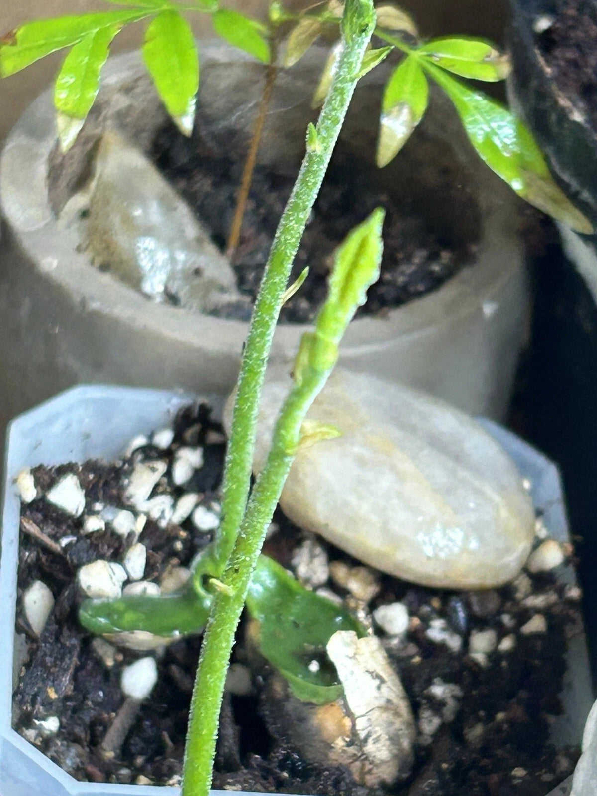 Jackfruit Seedling in 3" Pot - Live Tropical Fruit Plant - Artocarpus heterophyllus