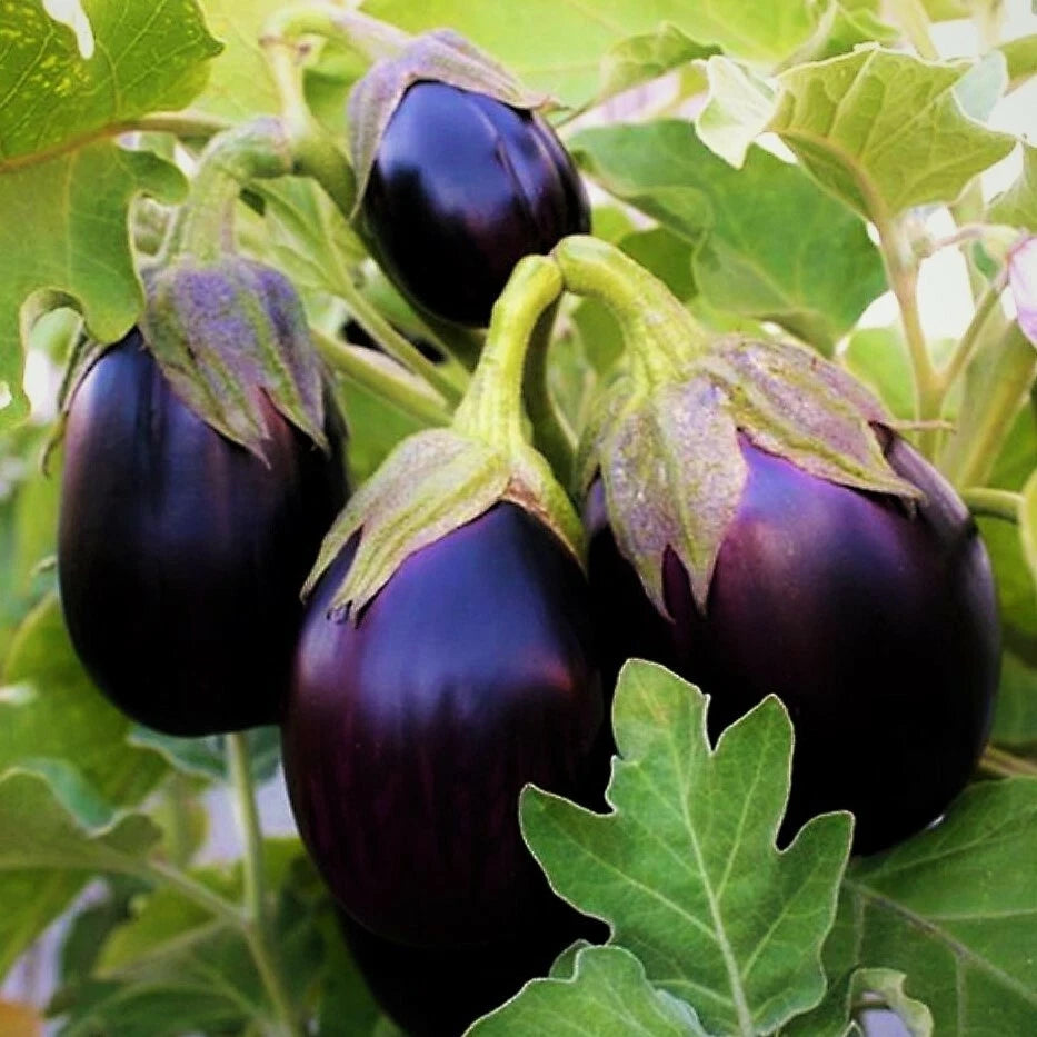 Black Beauty Eggplant Seeds - Large Purple Aubergine Vegetable Seed - Solanum melongena - 2025