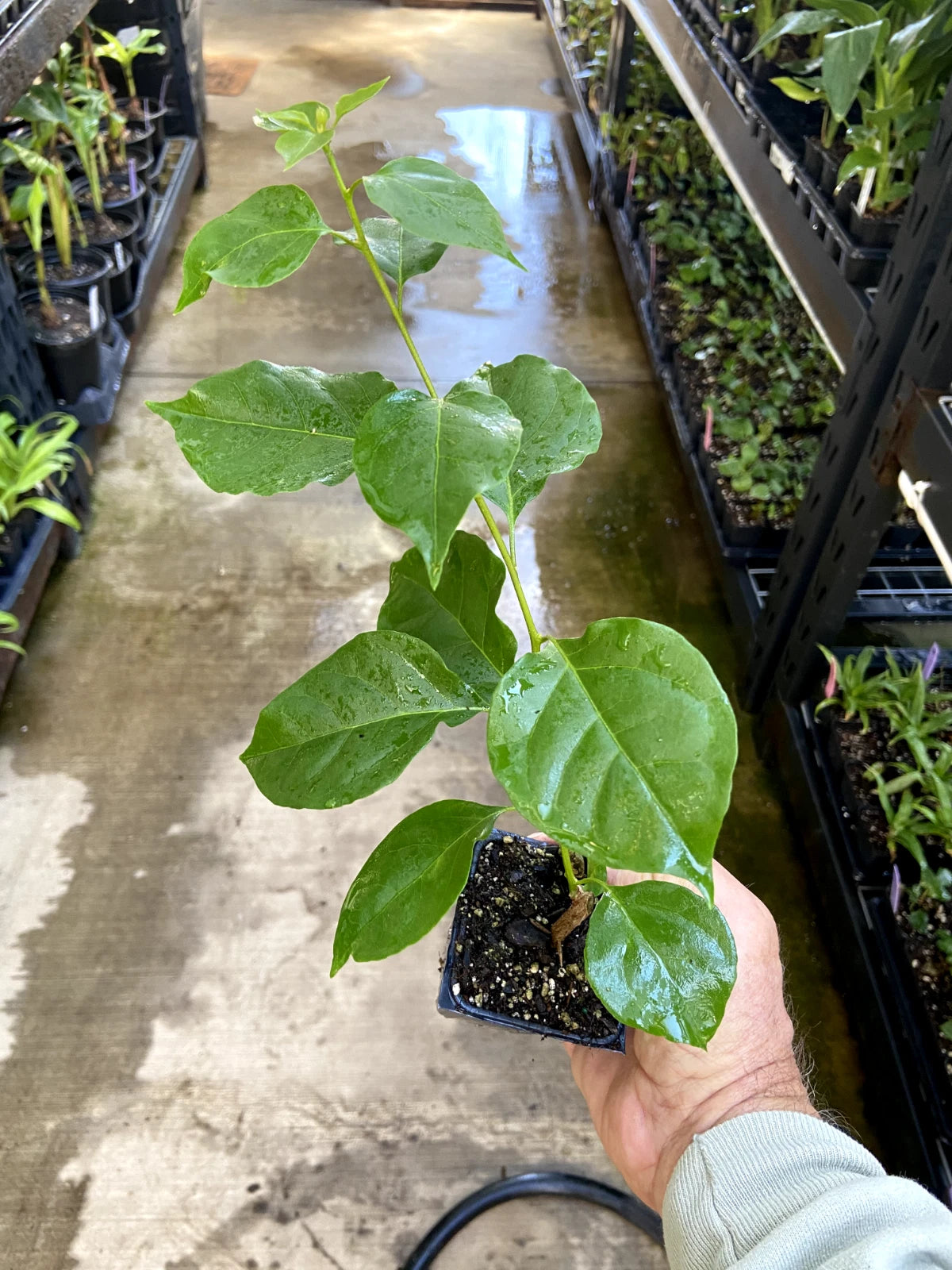 (1) California Gold Bougainvillea Live Plant | Golden Yellow Blooms | Tropical Vine, Fast Growing, Drought Tolerant, Starter Plant