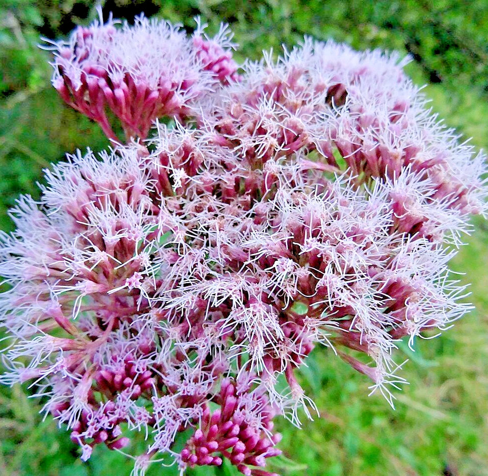 100 Hemp Agrimony Seeds - Eupatorium cannabinum - Perennial Flower for Gardens