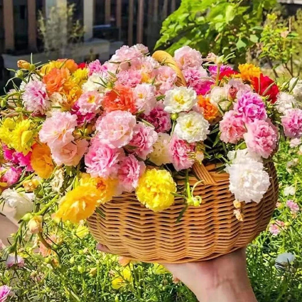 mix moss rose seeds Mixed Moss Rose Seeds - 1000+ Seeds Portulaca grandiflora Variety