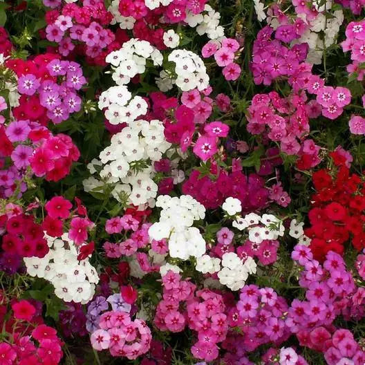 tall garden phlox seeds Phlox Seeds - 500 Count Tall Mix - Pink White Red Flowers - Heirloom  Non-GMO