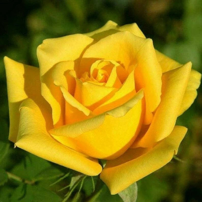 Bright Yellow Rose Seeds - 10 Perennial Flower Seeds for Flower Bush - Rosa spp.