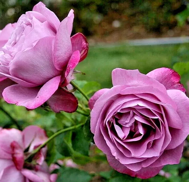 heirloom lavender plants Rose Bush 1-2 Ft Lavender Purple Heirloom Fragrant Hybrid Tea Plant – Jayme  Garden