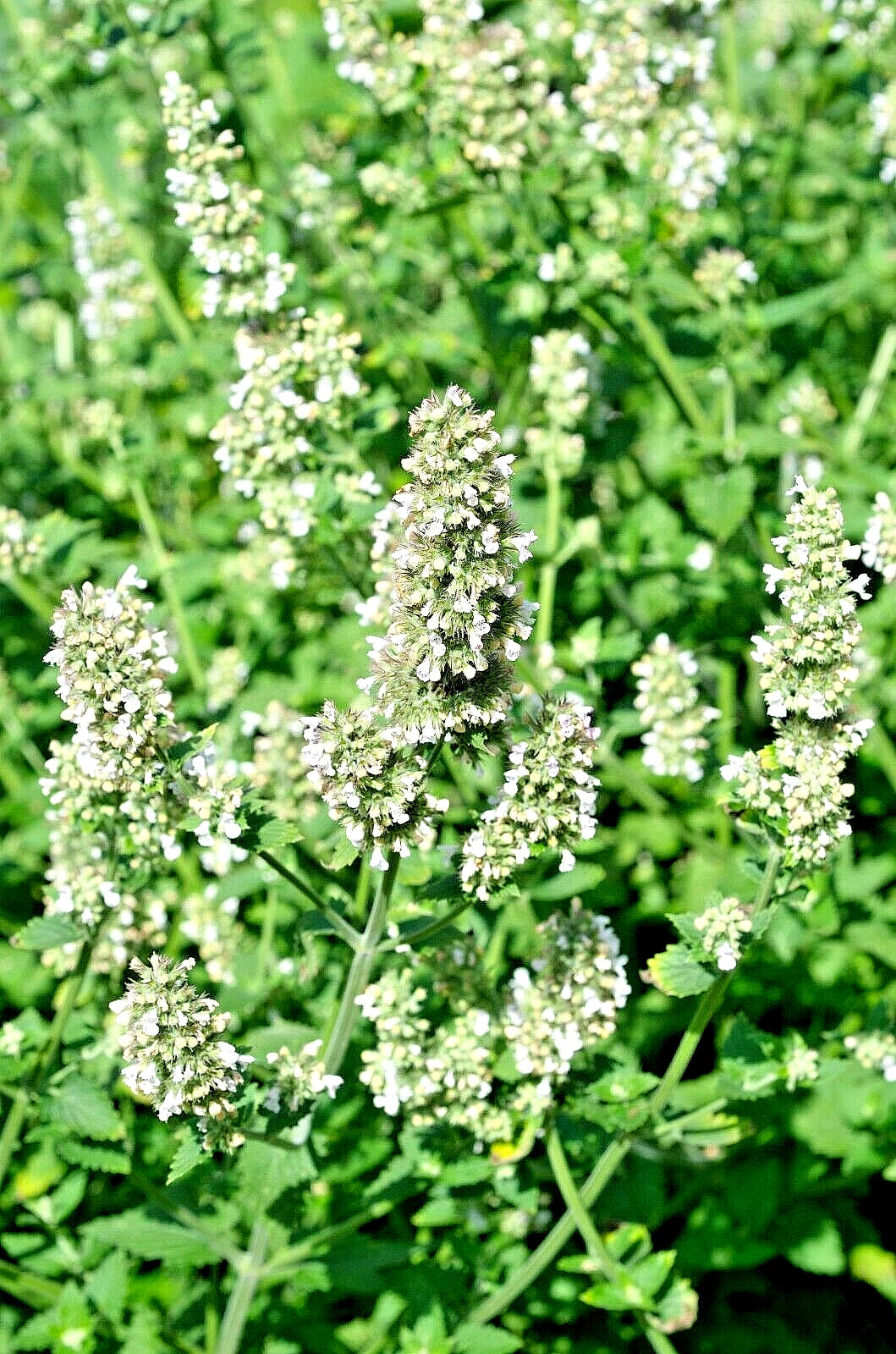 melissa plant seeds Lemon Balm Seeds 100 Count, Melissa Officinalis Herb, Tasty Variety, M –  Jayme Garden