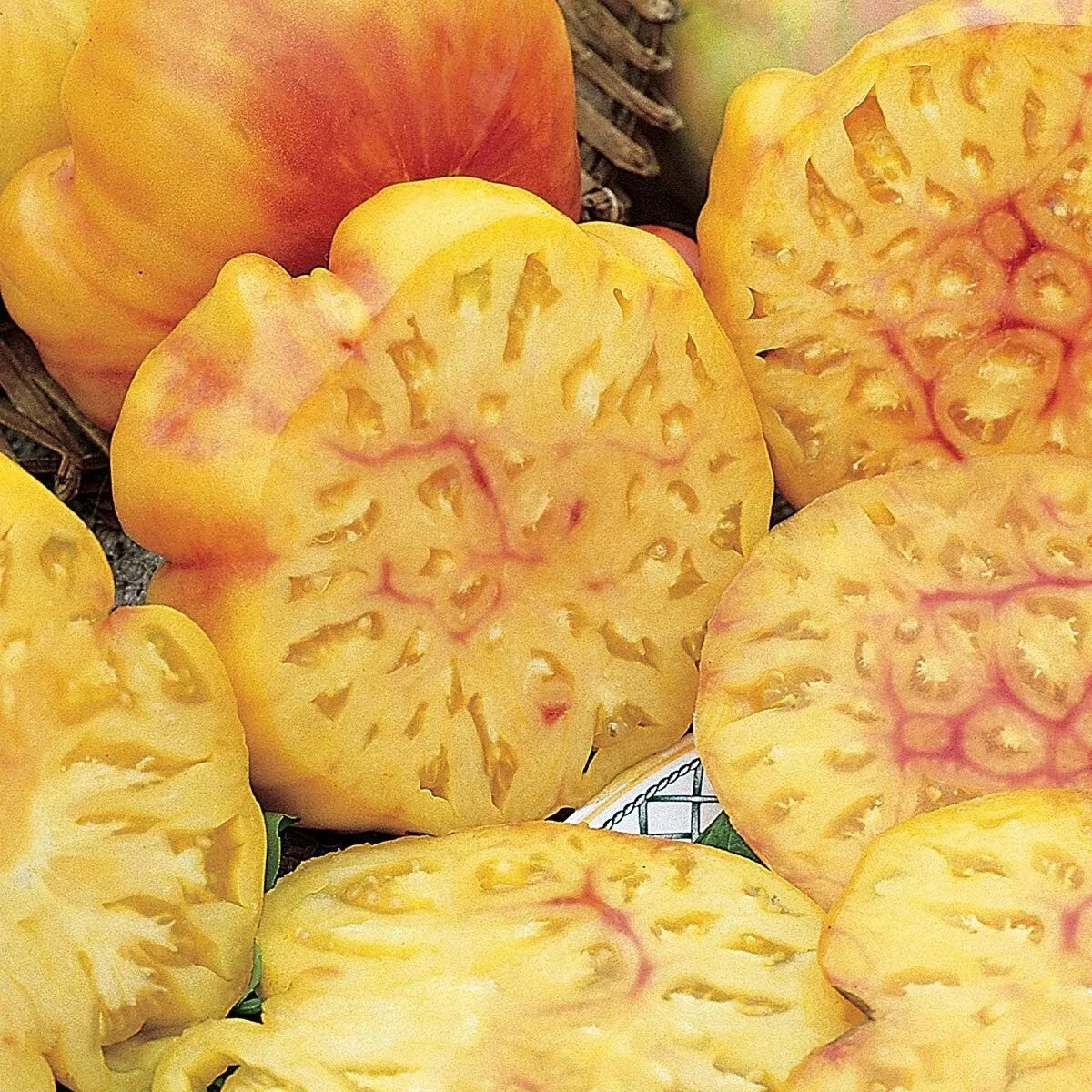 Pineapple Tomato Seeds - 120+ Heirloom Organic NON-GMO - Rare Variety - Solanum lycopersicum