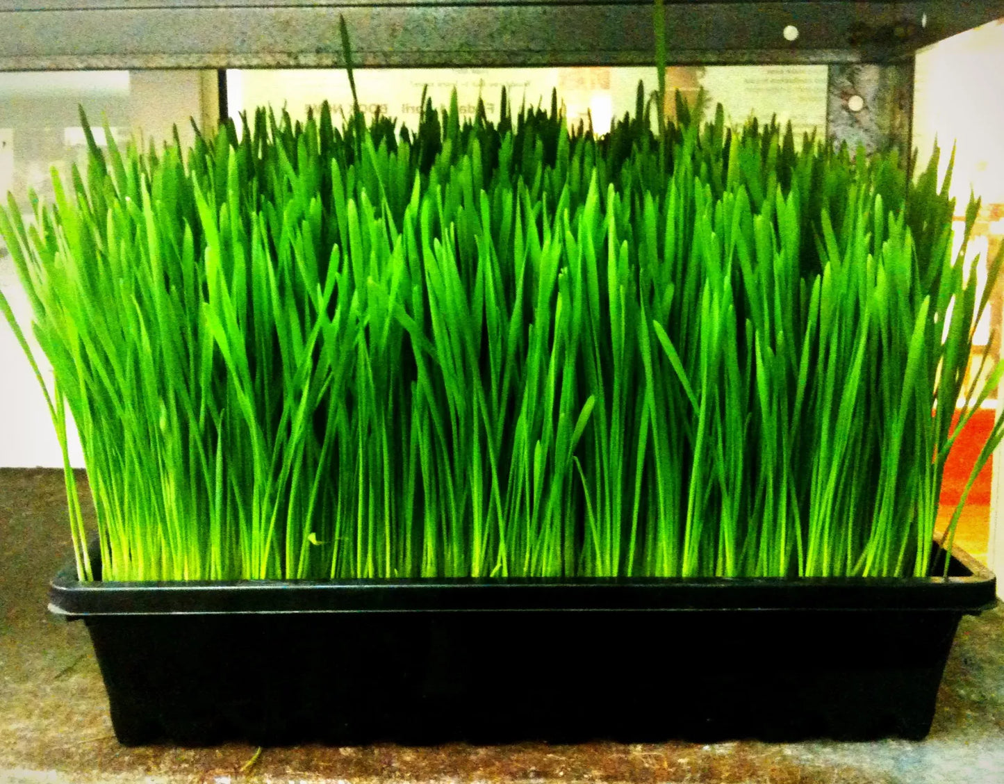 240 Seeds Wheatgrass Cat Grass Sprouts - GroCo# - Organic Wheat Grass for Pets (Triticum spp.)