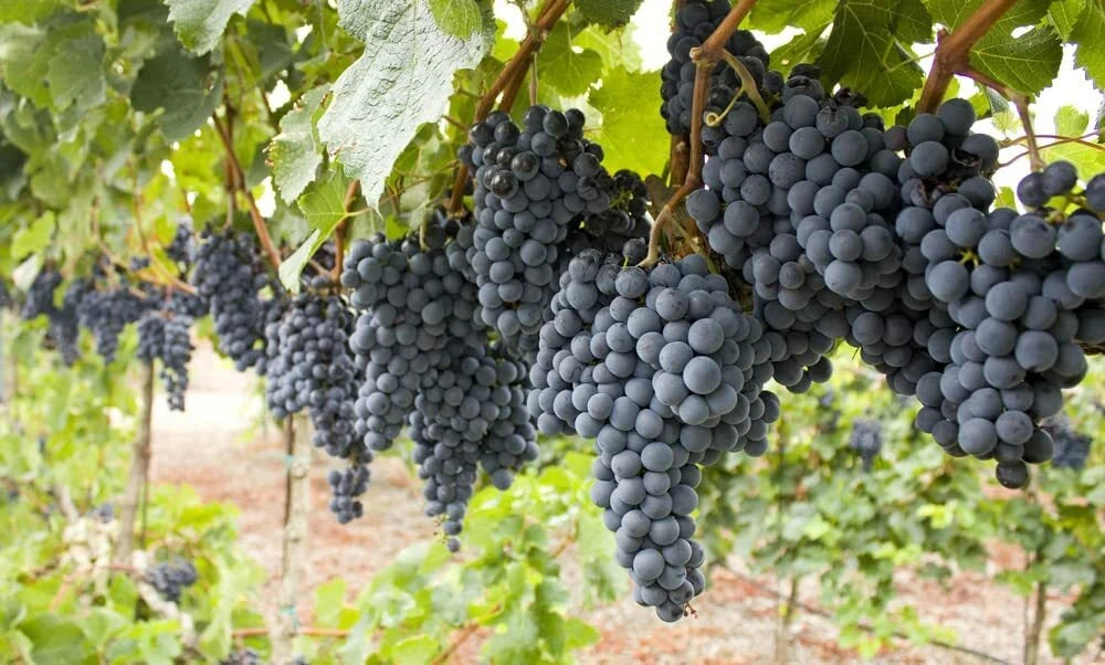 50 Wine Grape Vine Seeds for Planting, Vitis vinifera, Ships from Iowa, USA