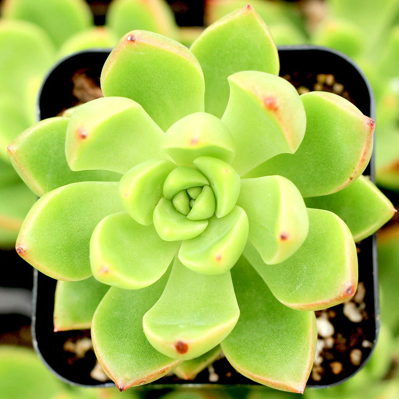 succulent sedum adolphii Sedum Adolphii "Lime Gold" - 3" Diameter Succulent Plants