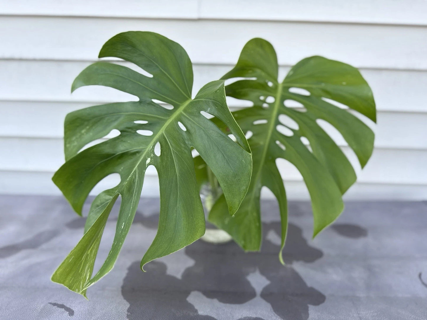Monstera Albo Borsigiana Cutting - Rare Low Variegation Houseplant - Unique Indoor Plant - Monstera deliciosa