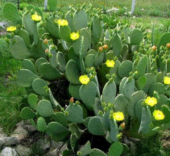 3 Spineless Prickly Pear Cactus Pads - Nopales - Opuntia Cacanapa Elisiana - Edible Succulent Gardening Plant