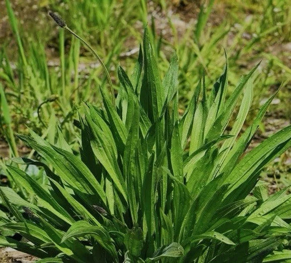 600 Plantain Seeds, Boston Variety, Non-GMO Herb Garden, Plantago lanceolata, USA Seller