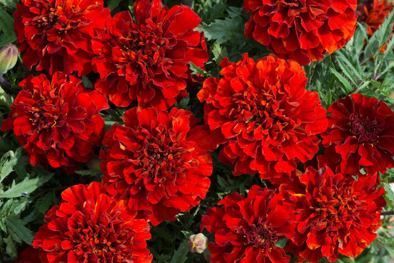 25+ French Fireball Marigold Seeds - Vibrant Orange Flowers - Tagetes patula - Perfect for Garden Planting