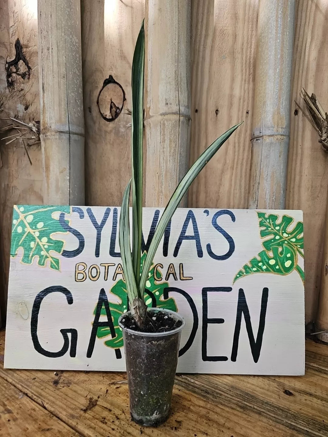 bantels sensation snake plant Sansevieria Bantel's Sensation Snake Plant 3" Pot