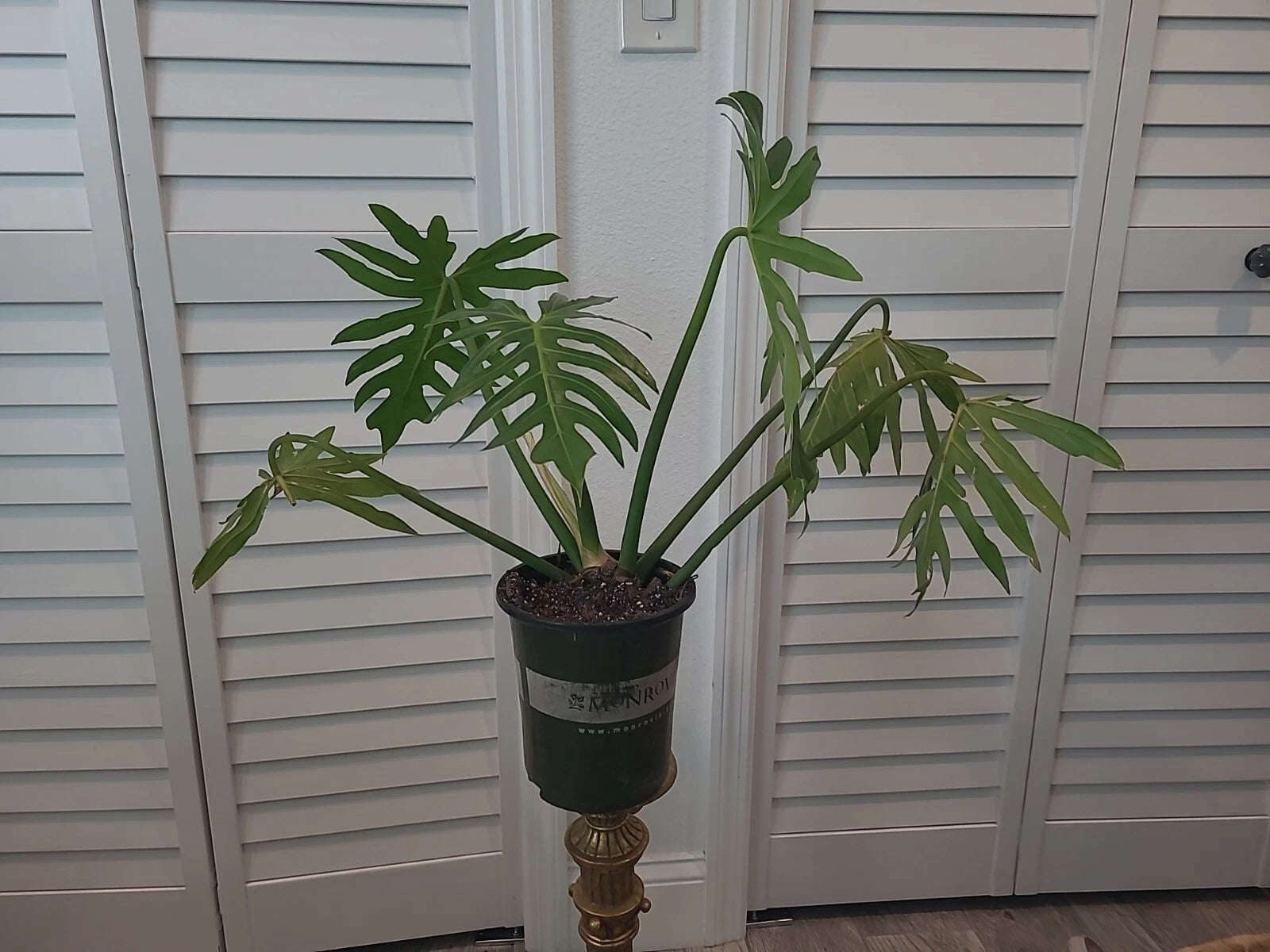 XL Mature Philodendron Radiatum Plant in 6.5