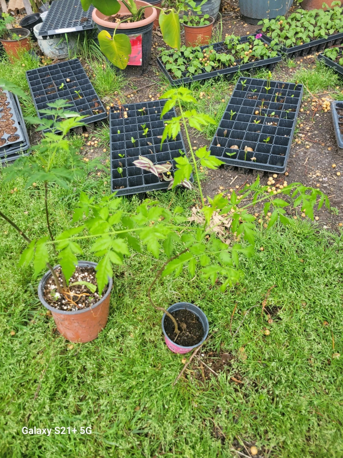 China Berry Tree - 1 Persian Lilac - Melia Azedarach - Fragrant Flowers, Ornamental Foliage