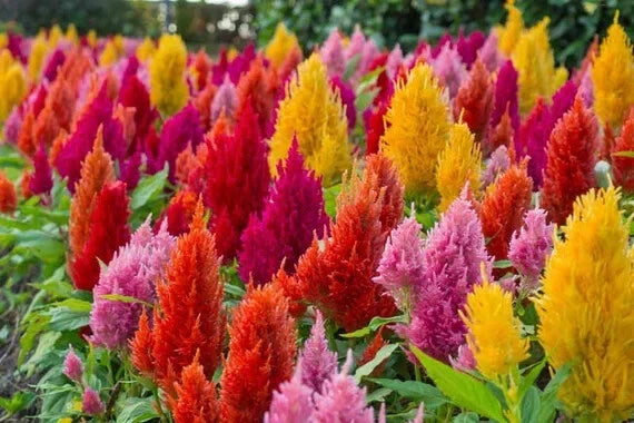 Celosia Pampas Plume Flower Mix - 190 Seeds - Vibrant Annual Flowers - Ideal for Gardens and Bouquets - GroCo