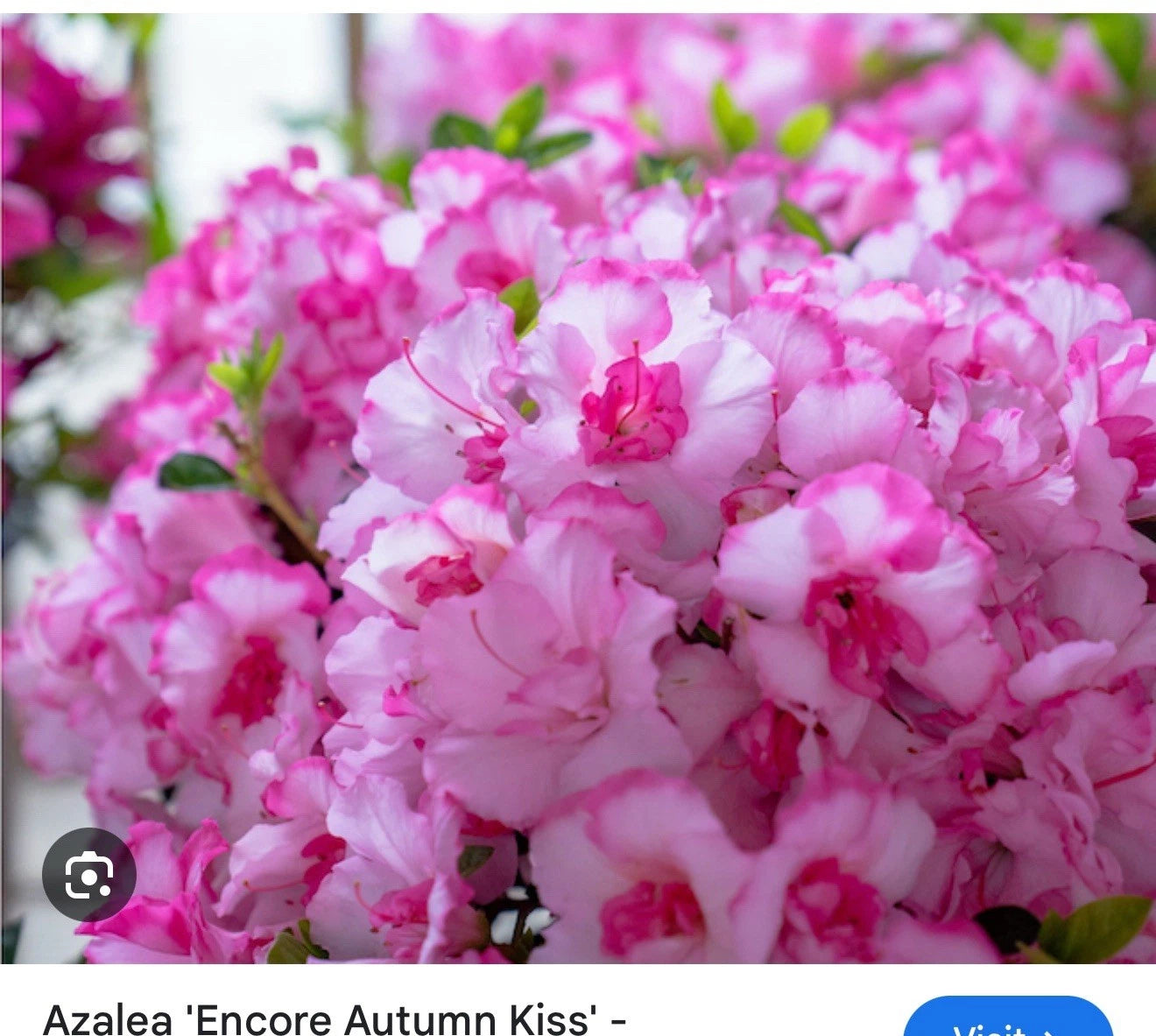 Encore Autumn Kiss Azalea Starter Plant - Deciduous Well-Rooted Variety