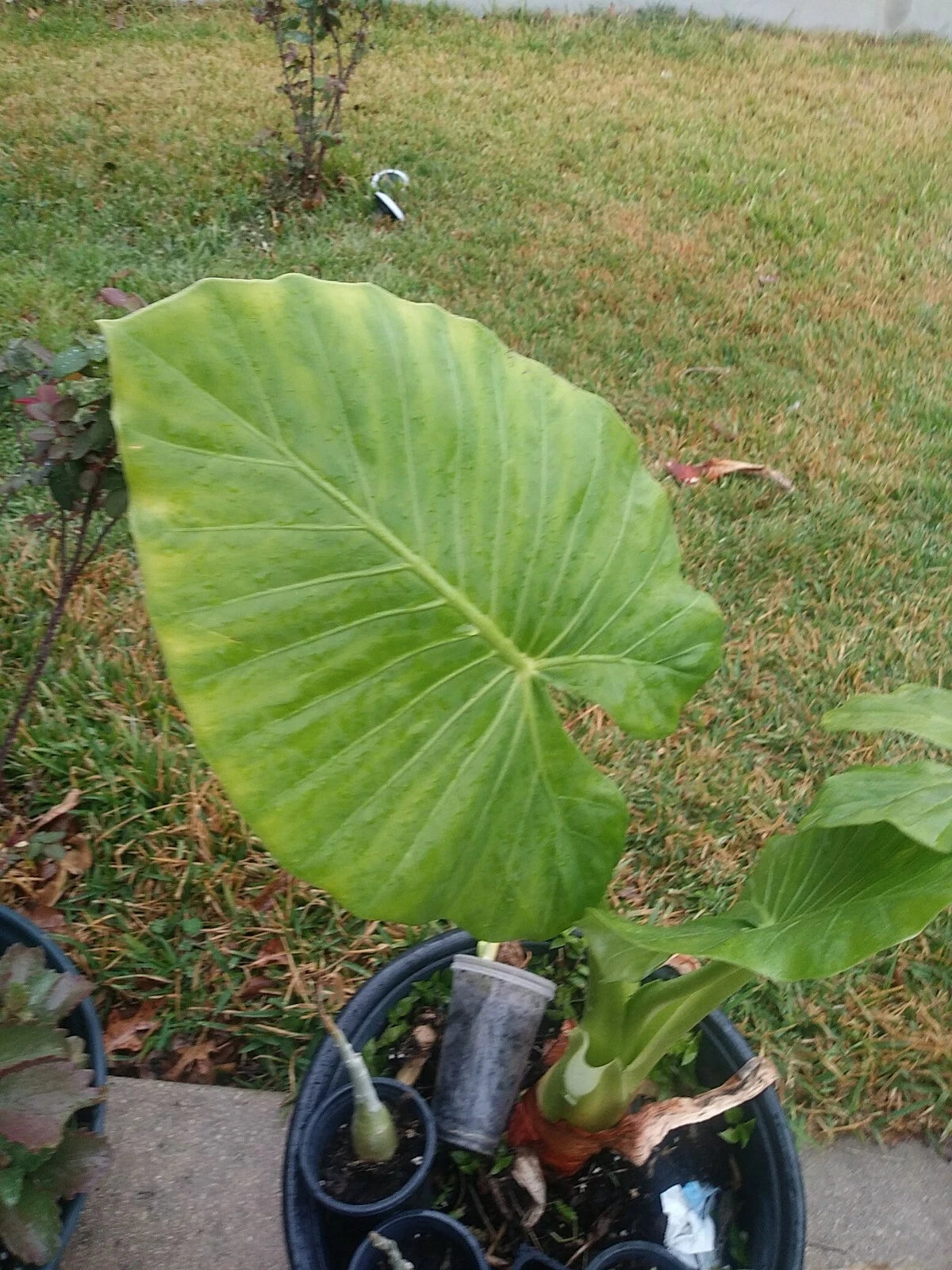 Taro Elephant Ear Plants 4 Feet Tall - Colocasia Esculenta - Tropical Foliage, Indoor/Outdoor Decor