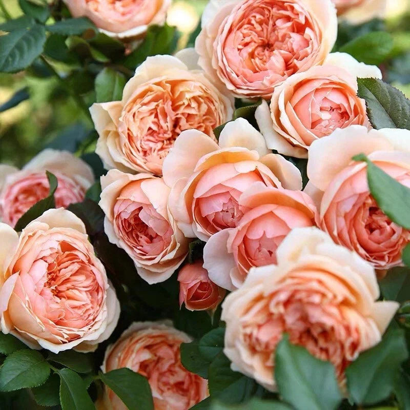 Masora Rose Plant 4