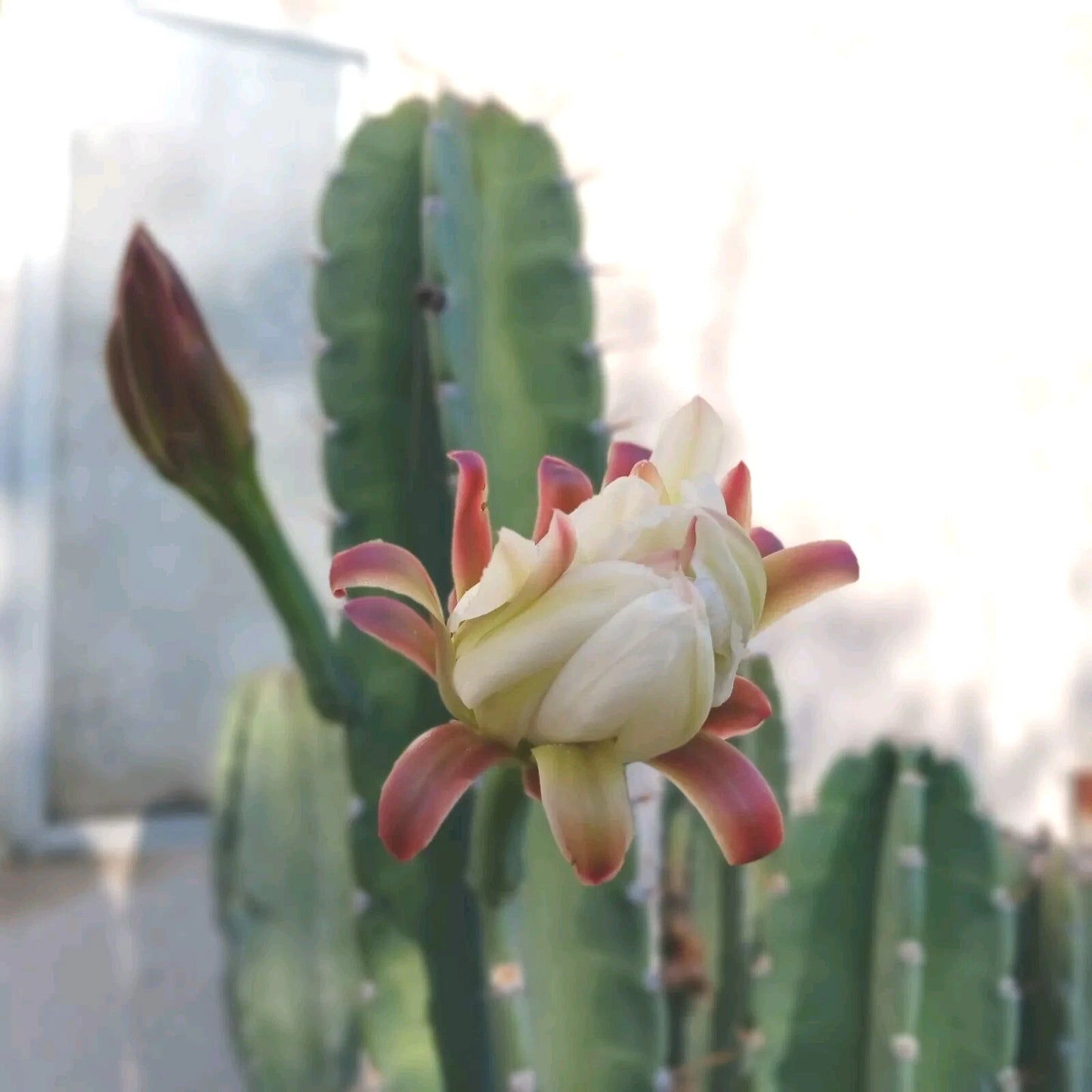 Cereus Peruvianus Cuttings (2) - Peruvian Apple Cactus 6-8 Inches Tall - Fast-Growing Succulent Plant
