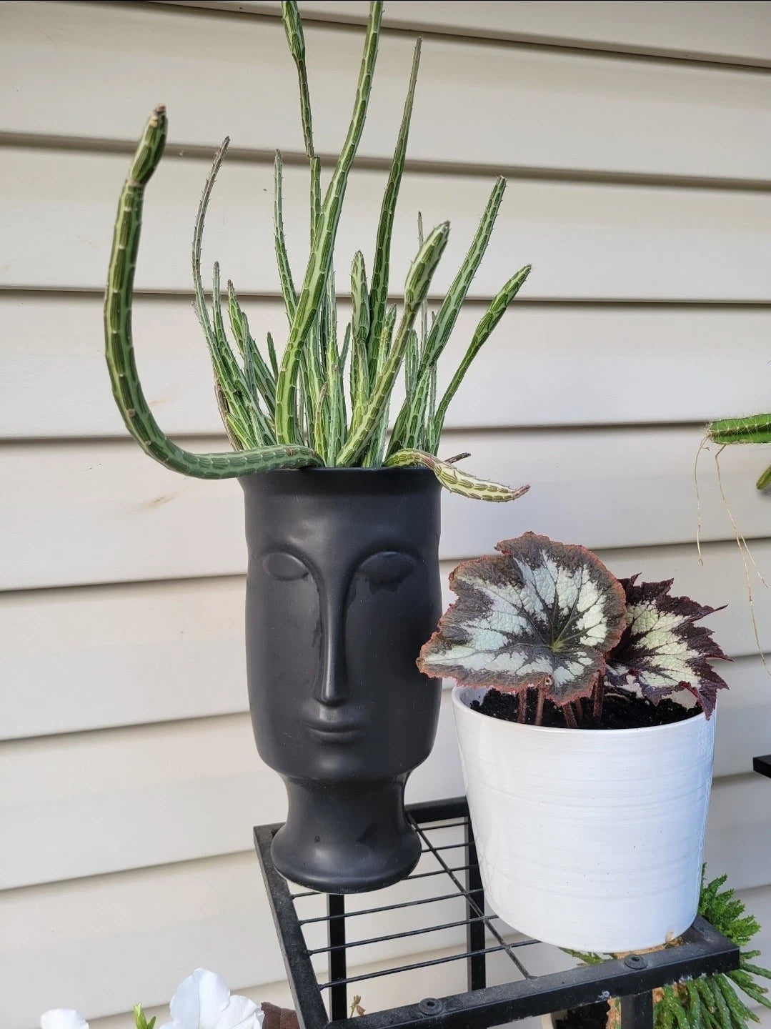 succulent head planter 6" Cutting Senecio Stapeliiformis Pickle Plant, Pickle Cactus for Head Planter, Unique Succulent Decor – Jayme Garden
